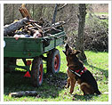 Übung der Rettungshundestaffel in Kleinaspach